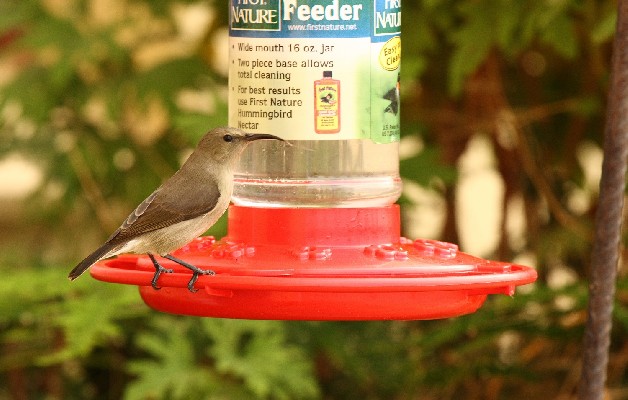 Southern Double-collared Sunbird
