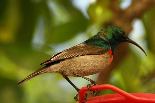 Southern Double-collared Sunbird