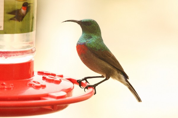 Southern Double-collared Sunbird