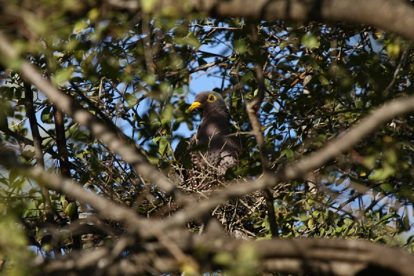African Olive Pigeon