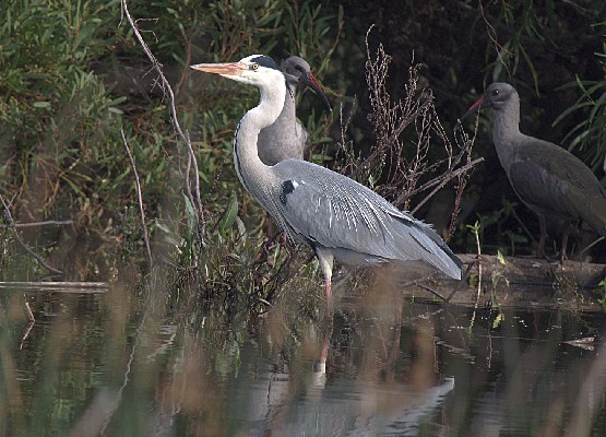 Grey Heron