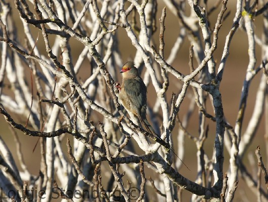 Red-faced Mousebird