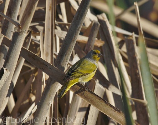 Cape Canary