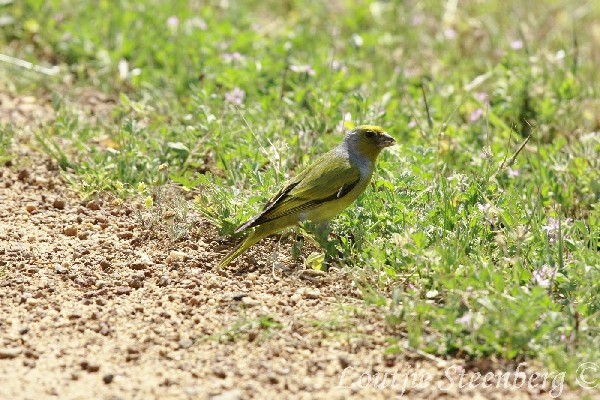 Cape Canary 