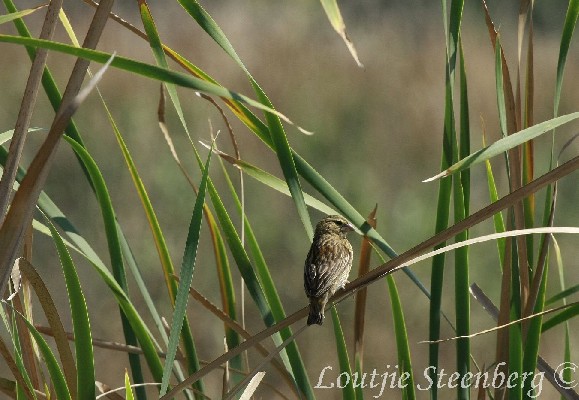 Southern Red Bishop