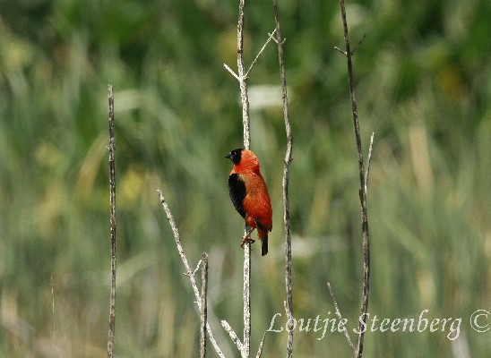 Southern Red Bishop