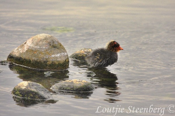 Red-knobbed Coot 