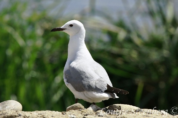 Hartlaub's Gull 