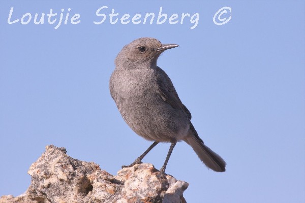 Mountain Chat