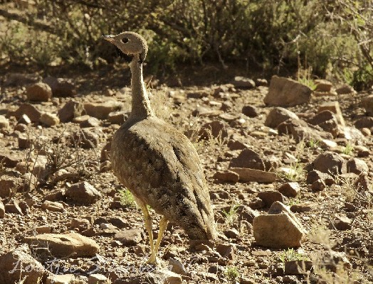 Karoo Bustard
