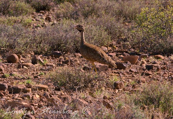 Karoo Bustard