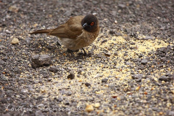 African Red-eyed Bulbul