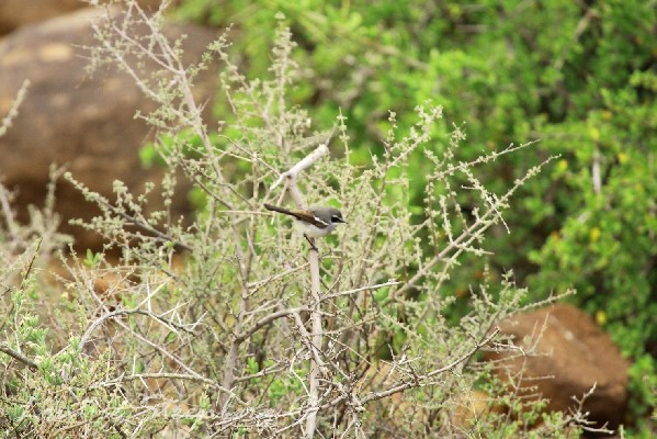 Fairy Flycatcher