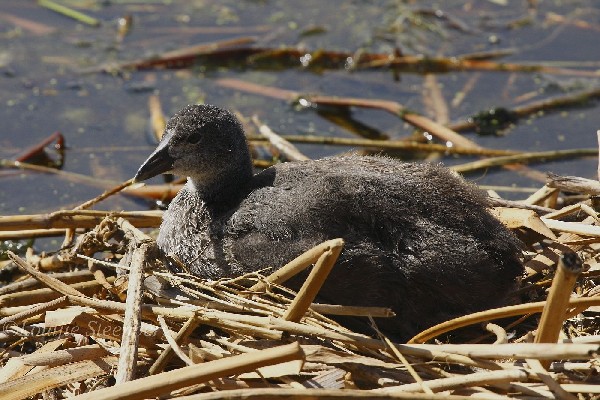 Red-knobbed Coot