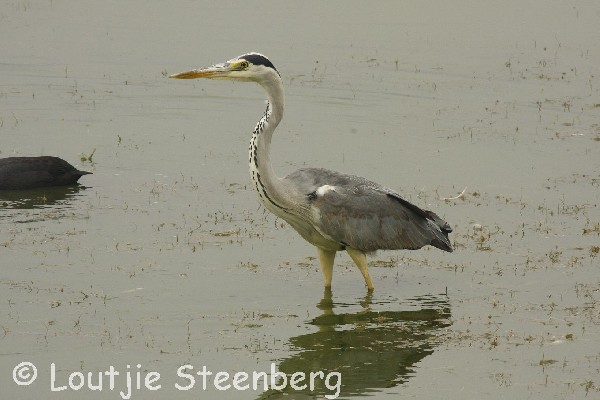 Grey Heron in shallows