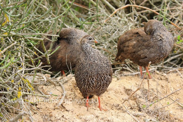 Cape Francolin family group 