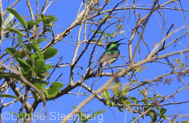Southern Double-collared Sunbird