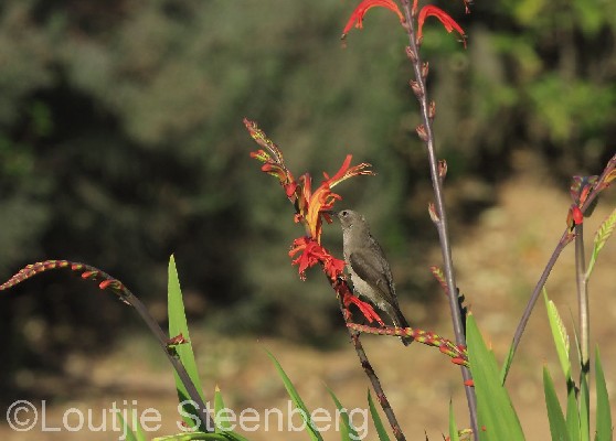 Southern Double-collared Sunbird