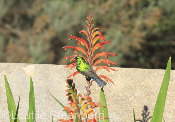 Southern Double-collared Sunbird