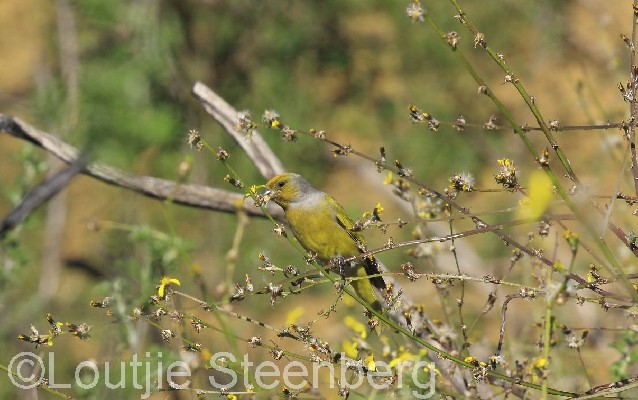 Cape Canary