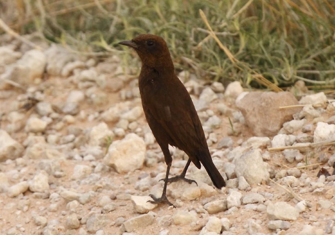 Perched on the ground