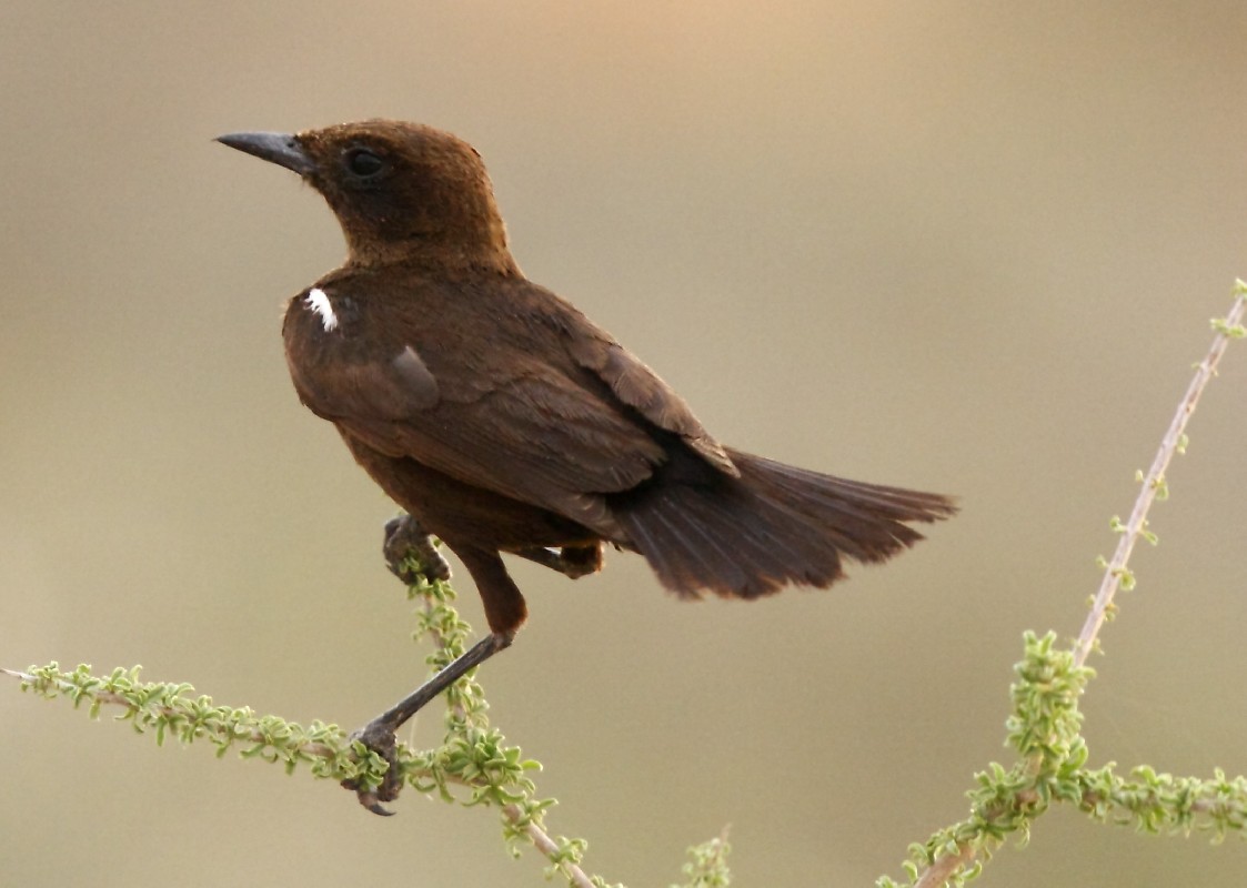 Perched 