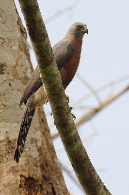 Long-tailed Hawk