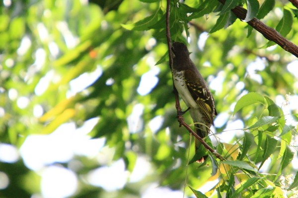 Red-shouldered Cuckoo-Shrike