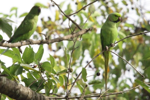 rose-ringed parakeet