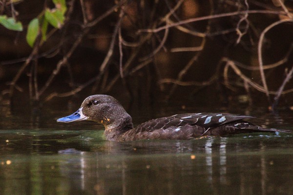 african black duck