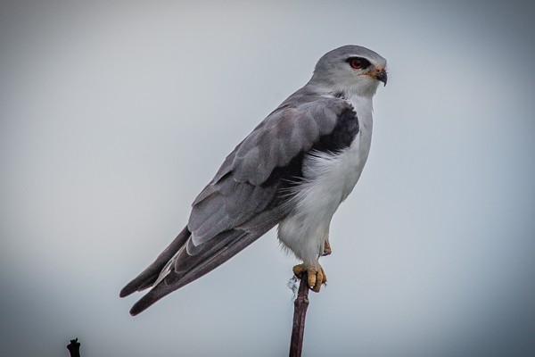 black-shouldered kite