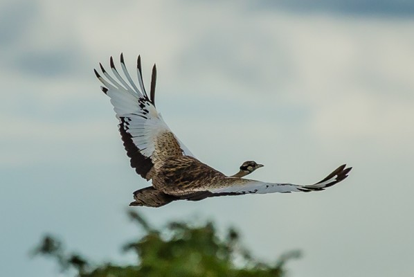 black-bellied bustard
