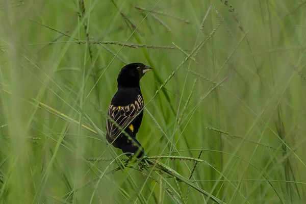 Yellow-mantled Widowbird