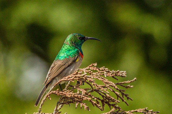 Southern Double-collared Sunbird