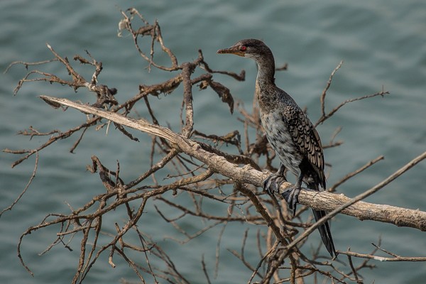 Reed Cormorant
