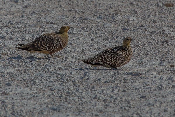 namaqua sandgrouse