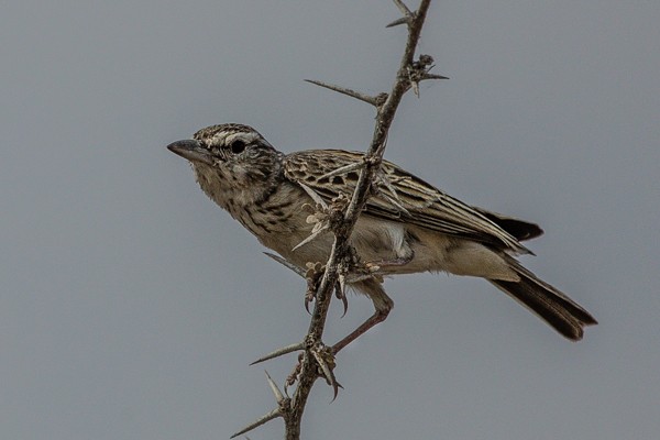 dusky lark