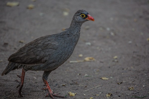 red-billed spurfowl