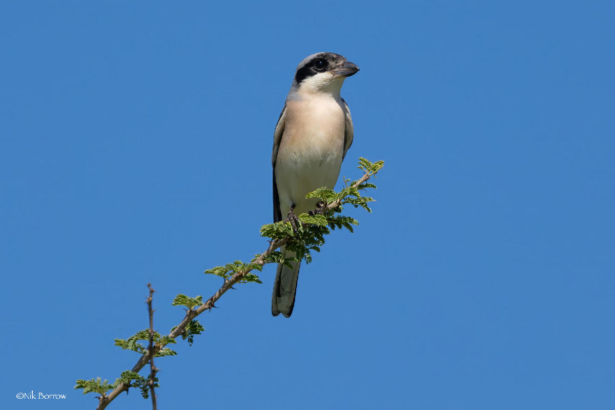 Lesser Grey Shrike