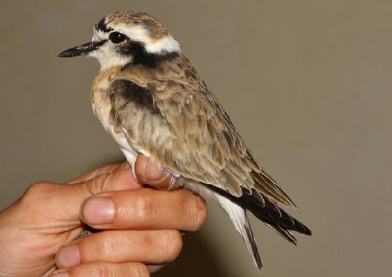 Kittlitz's Plover
