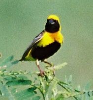 Yellow-crowned Bishop