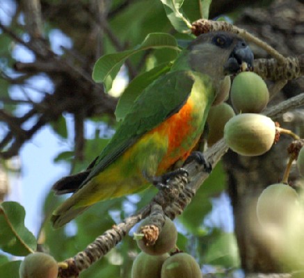 senegal parrot eating fruits