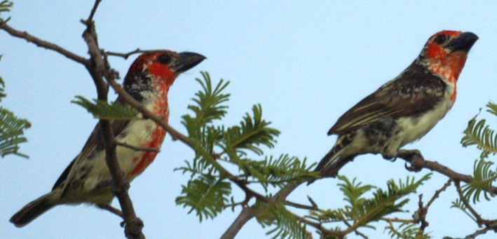Vieillot's Barbet couple