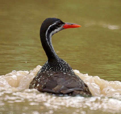 African Finfoot swimming over the beautifull Mékrou