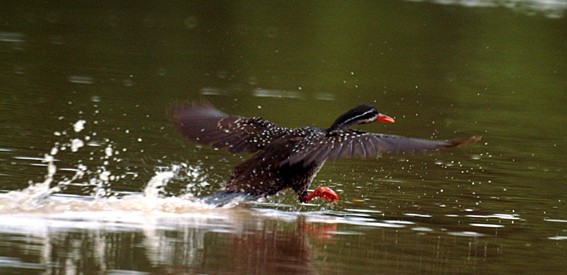 African finfoot running over the water