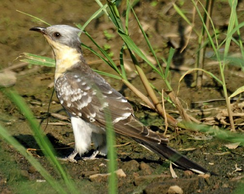 Great spotted cuckoo