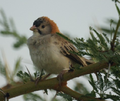 Speckle-fronted Weaver