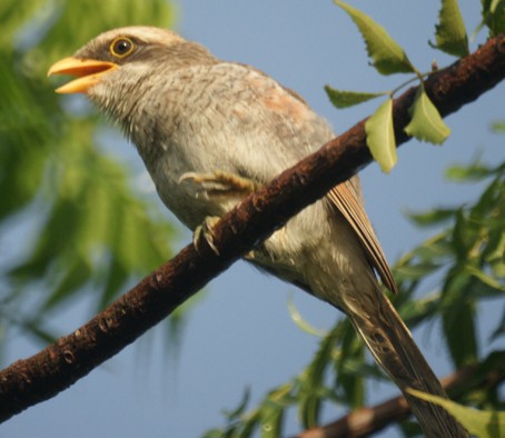 Yellow-billed Shrike