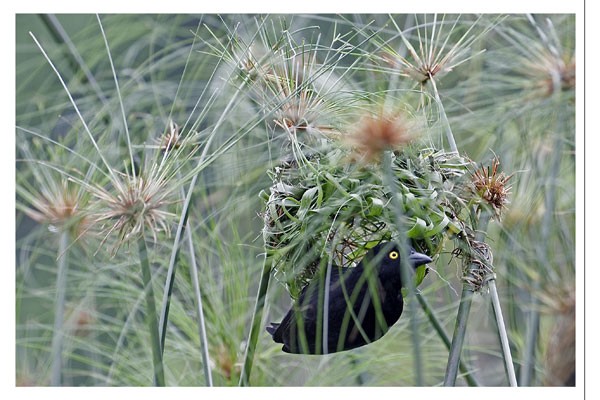 Vieillot's Black Weaver