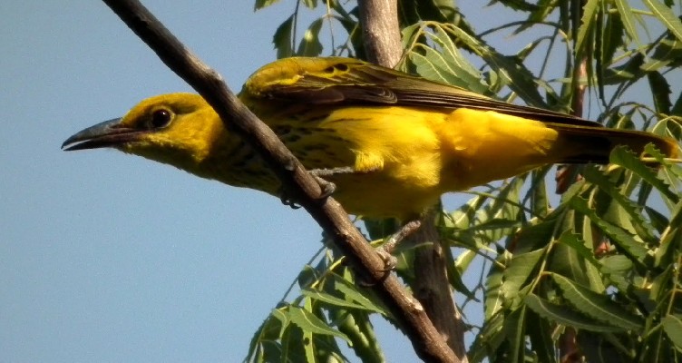 African Golden Oriole